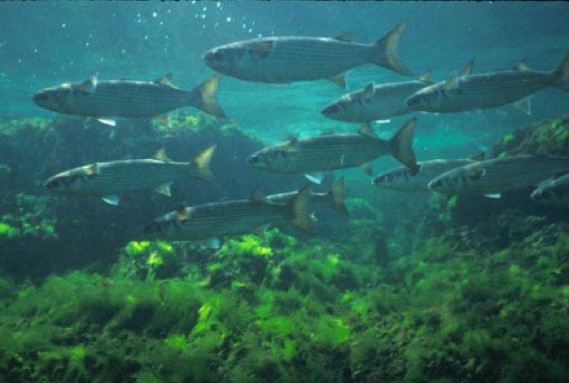 Foto von Wrack- und Unterwassertauchen 5